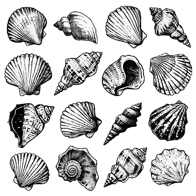 일러스트 조개 어패류 사람없음 세트 다양 조개껍데기 소라 스케치 다슬기 국내일러스트 AI파일 동물 다수 미술 파일형식 벡터