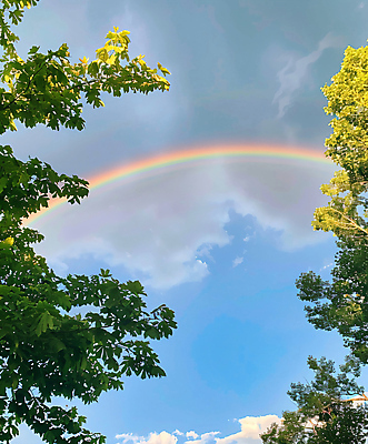 JPG 나무 구름 편집이미지 무지개 자연 하늘 나뭇잎 풍경 사람없음 디지털합성 편집실사 AI포토 AI콘텐츠 자연요소 식물 잎 CG 생태계 파일형식