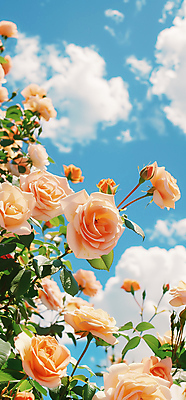 JPG 구름 편집이미지 꽃 잎 하늘 사람없음 장미 디지털합성 감성 편집소스 편집실사 AI포토 AI콘텐츠 자연요소 식물 컨셉 CG 파일형식