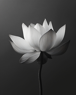 JPG 편집이미지 자연 흑백 연꽃 사람없음 여름 디지털합성 편집실사 AI포토 AI콘텐츠 계절 꽃 촬영기법 CG 생태계 파일형식