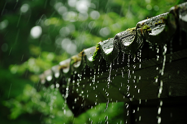 JPG 편집이미지 고건축 잎 자연 사람없음 여름 물방울 디지털합성 장마 처마 기와지붕 지붕처마 편집실사 AI포토 AI콘텐츠 식물 건축물 계절 지붕 기와 비_날씨 CG 생태계 파일형식