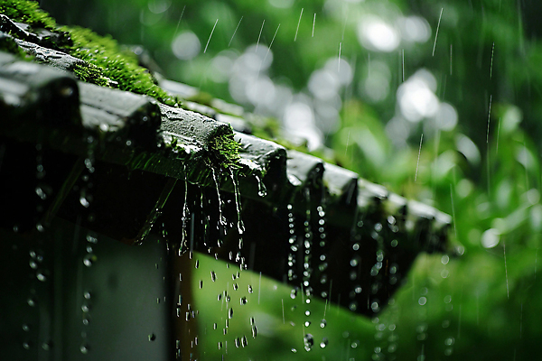 JPG 편집이미지 고건축 잎 자연 이끼 사람없음 여름 물방울 디지털합성 장마 처마 기와지붕 지붕처마 편집실사 AI포토 AI콘텐츠 식물 건축물 계절 지붕 기와 비_날씨 CG 생태계 파일형식