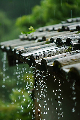 JPG 편집이미지 고건축 잎 자연 사람없음 여름 물방울 디지털합성 장마 처마 기와지붕 지붕처마 편집실사 AI포토 AI콘텐츠 식물 건축물 계절 지붕 기와 비_날씨 CG 생태계 파일형식