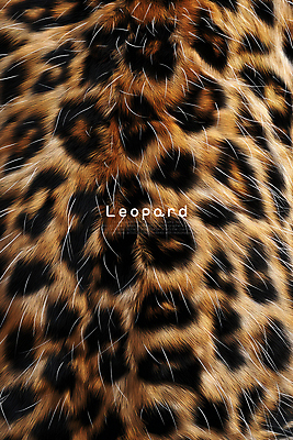 PSD 편집이미지 백그라운드 사람없음 질감 합성 표범 레오파드 이미지편집 편집실사 패션 포유류 CG 파일형식