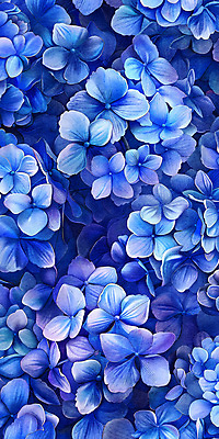 PSD 꽃잎 백그라운드 일러스트 자연 사람없음 여름 파란색 정원 화려 가득함 수국 국내일러스트 계절 꽃 컬러 컨셉 생태계 파일형식