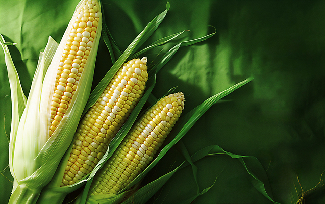 JPG 편집이미지 음식 옥수수 사람없음 초록색 농작물 카피스페이스 편집실사 AI포토 AI콘텐츠 컬러 농업 곡류 공백 CG 파일형식