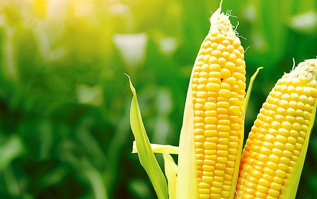 JPG 편집이미지 음식 옥수수 사람없음 초록색 농작물 카피스페이스 편집실사 AI포토 AI콘텐츠 컬러 농업 곡류 공백 CG 파일형식