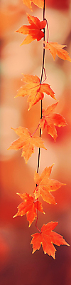 JPG 편집이미지 단풍 자연 사람없음 주황색 가을 보케 카피스페이스 가을배경 편집실사 AI포토 AI콘텐츠 계절 컬러 백그라운드 잎 공백 CG 생태계 파일형식 가을_계절