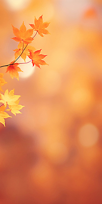 JPG 편집이미지 단풍 자연 사람없음 주황색 가을 보케 카피스페이스 가을배경 편집실사 AI포토 AI콘텐츠 계절 컬러 백그라운드 잎 공백 CG 생태계 파일형식 가을_계절