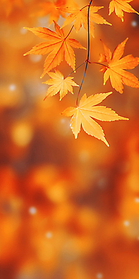JPG 편집이미지 단풍 자연 사람없음 주황색 가을 보케 카피스페이스 가을배경 편집실사 AI포토 AI콘텐츠 계절 컬러 백그라운드 잎 공백 CG 생태계 파일형식 가을_계절