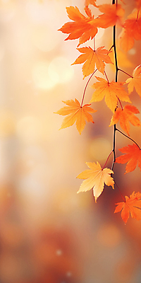 JPG 편집이미지 단풍 자연 사람없음 주황색 가을 보케 카피스페이스 가을배경 편집실사 AI포토 AI콘텐츠 계절 컬러 백그라운드 잎 공백 CG 생태계 파일형식 가을_계절