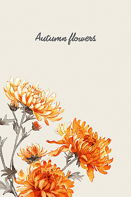 일러스트 국화 사람없음 주황색 가을 국내일러스트 AI파일 계절 꽃 컬러 파일형식 벡터