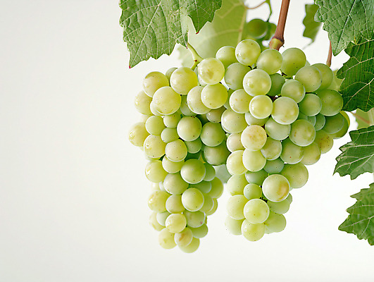 JPG 편집이미지 음식 과일 포도 사람없음 신선 청포도 포도나무 포도잎 편집소스 망고포도 편집실사 AI포토 AI콘텐츠 잎 과일나무 CG 파일형식