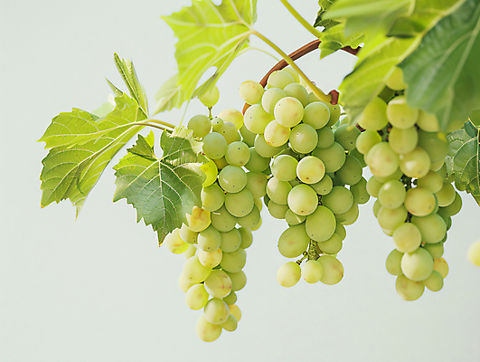 JPG 편집이미지 음식 과일 포도 사람없음 신선 청포도 포도나무 포도잎 편집소스 망고포도 편집실사 AI포토 AI콘텐츠 잎 과일나무 CG 파일형식