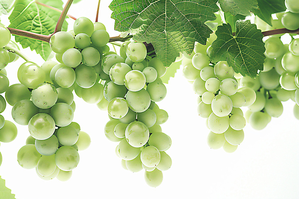 JPG 편집이미지 음식 과일 포도 사람없음 신선 청포도 포도나무 포도잎 편집소스 망고포도 편집실사 AI포토 AI콘텐츠 잎 과일나무 CG 파일형식