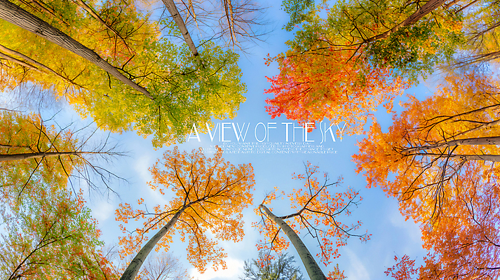 PSD 나무 편집이미지 로우앵글 하늘 단풍나무 풍경 사람없음 가을 이미지편집 편집실사 식물 계절 뷰포인트 단풍 CG 파일형식