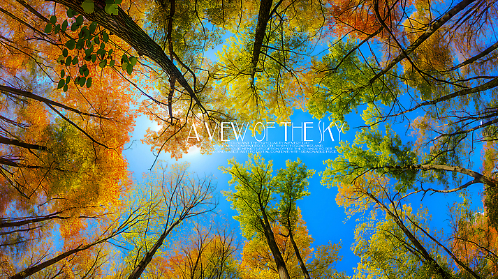 PSD 나무 편집이미지 로우앵글 하늘 단풍나무 풍경 사람없음 가을 이미지편집 편집실사 식물 계절 뷰포인트 단풍 CG 파일형식