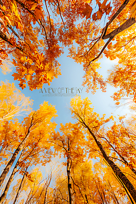 PSD 나무 편집이미지 로우앵글 하늘 단풍나무 풍경 사람없음 가을 이미지편집 편집실사 식물 계절 뷰포인트 단풍 CG 파일형식