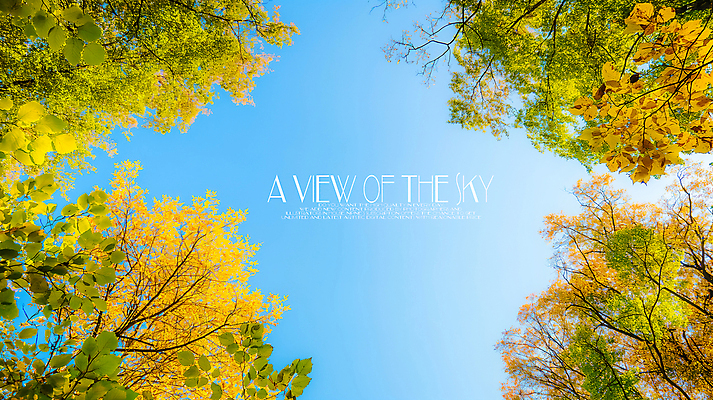 PSD 나무 편집이미지 로우앵글 하늘 단풍나무 풍경 사람없음 가을 이미지편집 편집실사 식물 계절 뷰포인트 단풍 CG 파일형식