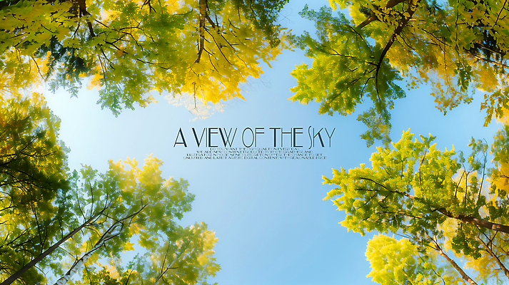 PSD 나무 편집이미지 로우앵글 하늘 단풍나무 풍경 사람없음 가을 이미지편집 편집실사 식물 계절 뷰포인트 단풍 CG 파일형식