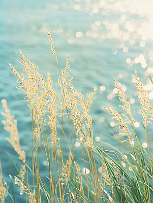 JPG 편집이미지 바다 자연 사람없음 여름 빛 풀 디지털합성 잔물결 윤슬 편집실사 AI포토 AI콘텐츠 식물 계절 물결 CG 생태계 파일형식