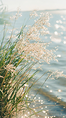 JPG 편집이미지 바다 자연 사람없음 여름 빛 풀 디지털합성 잔물결 윤슬 편집실사 AI포토 AI콘텐츠 식물 계절 물결 CG 생태계 파일형식