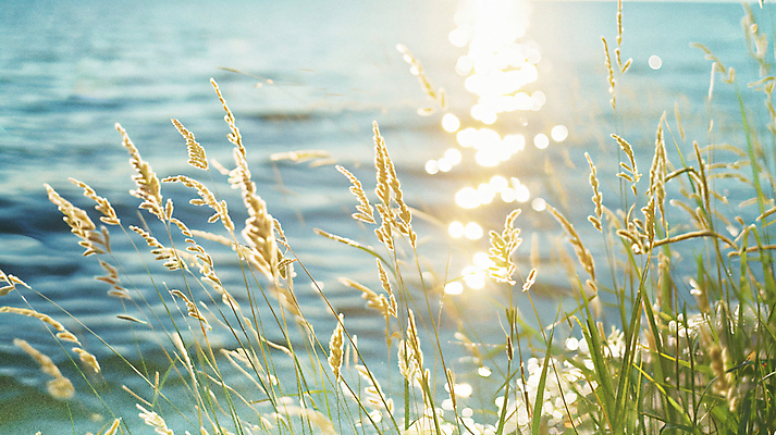 JPG 편집이미지 파도 바다 자연 사람없음 여름 빛 풀 디지털합성 잔물결 윤슬 편집실사 AI포토 AI콘텐츠 식물 계절 물결 CG 생태계 파일형식