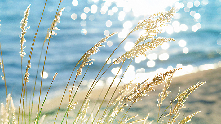 JPG 편집이미지 파도 바다 자연 사람없음 여름 빛 풀 디지털합성 잔물결 윤슬 편집실사 AI포토 AI콘텐츠 식물 계절 물결 CG 생태계 파일형식