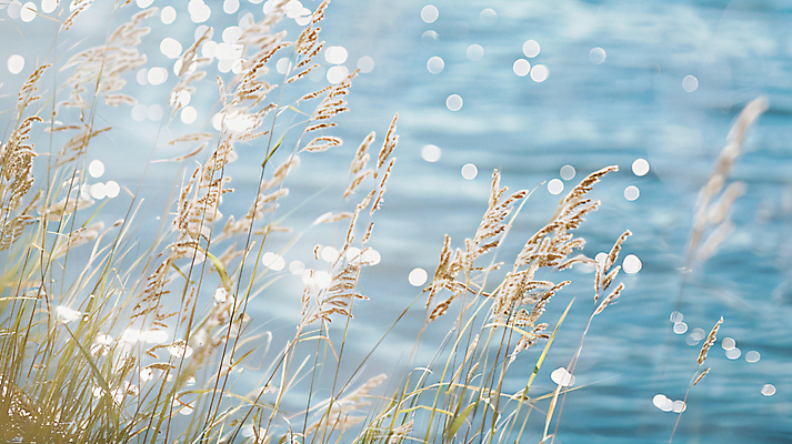 JPG 편집이미지 파도 바다 자연 사람없음 여름 빛 풀 디지털합성 잔물결 윤슬 편집실사 AI포토 AI콘텐츠 식물 계절 물결 CG 생태계 파일형식