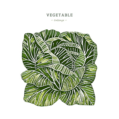PSD 일러스트 사람없음 초록색 농작물 양배추 국내일러스트 컬러 농업 채소 파일형식