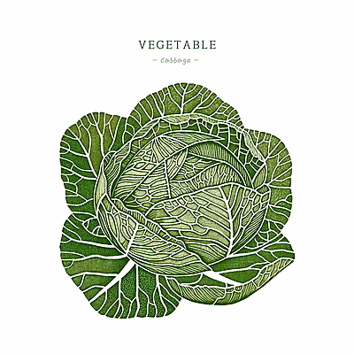PSD 일러스트 사람없음 초록색 농작물 양배추 국내일러스트 컬러 농업 채소 파일형식
