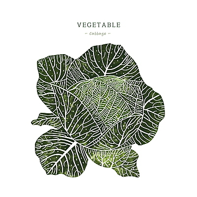 PSD 일러스트 사람없음 초록색 농작물 양배추 국내일러스트 컬러 농업 채소 파일형식
