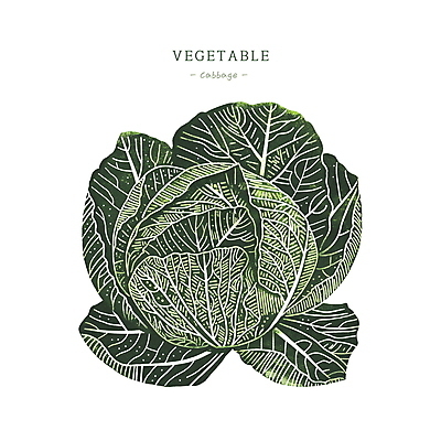 PSD 일러스트 사람없음 초록색 농작물 양배추 국내일러스트 컬러 농업 채소 파일형식