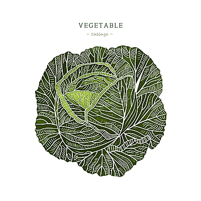 PSD 일러스트 사람없음 초록색 농작물 양배추 국내일러스트 컬러 농업 채소 파일형식