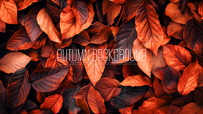 PSD 편집이미지 단풍 낙엽 풍경 사람없음 빨간색 감성 가을배경 이미지편집 편집실사 컬러 백그라운드 컨셉 잎 CG 파일형식 가을_계절