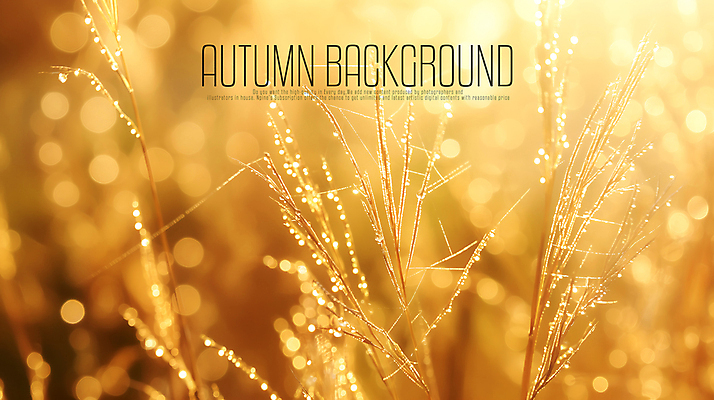 PSD 편집이미지 갈대 풍경 사람없음 갈색 물방울 억새 보케 감성 가을배경 이미지편집 편집실사 식물 컬러 백그라운드 컨셉 CG 파일형식 가을_계절