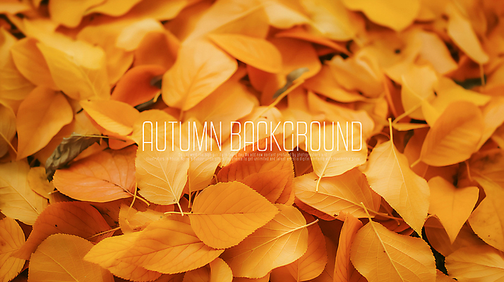 PSD 편집이미지 단풍 낙엽 풍경 사람없음 갈색 감성 가을배경 이미지편집 편집실사 컬러 백그라운드 컨셉 잎 CG 파일형식 가을_계절