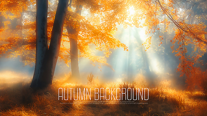 PSD 나무 편집이미지 단풍 낙엽 풍경 사람없음 햇빛 주황색 숲 감성 가을배경 이미지편집 편집실사 식물 컬러 백그라운드 컨셉 잎 태양 CG 파일형식 가을_계절