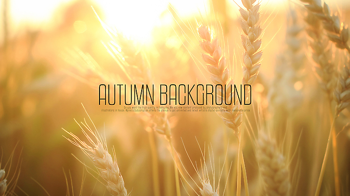 PSD 편집이미지 풍경 사람없음 햇빛 갈색 밀 보리 감성 가을배경 이미지편집 편집실사 컬러 백그라운드 컨셉 곡류 태양 CG 파일형식 가을_계절