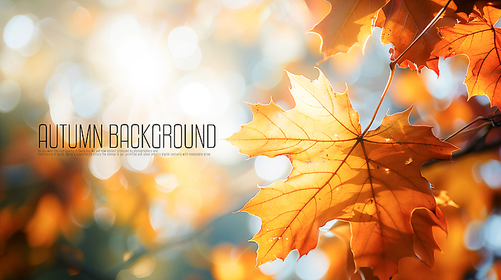 PSD 편집이미지 단풍 낙엽 풍경 사람없음 햇빛 갈색 보케 감성 가을배경 이미지편집 편집실사 컬러 백그라운드 컨셉 잎 태양 CG 파일형식 가을_계절