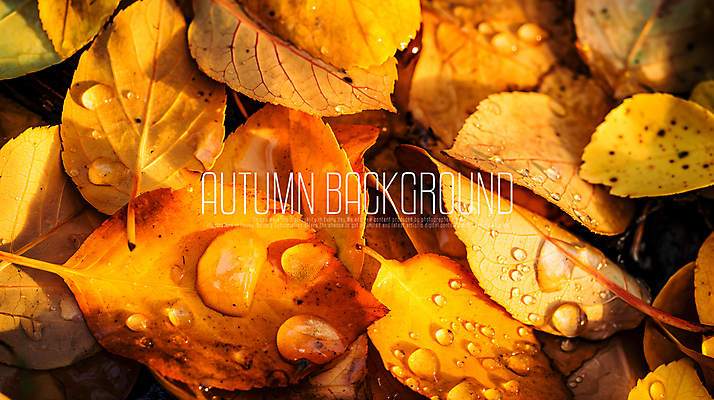 PSD 편집이미지 단풍 낙엽 풍경 사람없음 갈색 물방울 감성 가을배경 이미지편집 편집실사 컬러 백그라운드 컨셉 잎 CG 파일형식 가을_계절