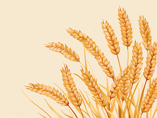 JPG 일러스트 사람없음 농작물 수확 추수 가을 보리 베이지색 카피스페이스 국내일러스트 AI일러스트 AI콘텐츠 계절 컬러 농업 곡류 공백 파일형식