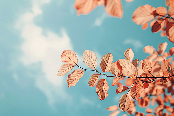 JPG 나무 편집이미지 낙엽 자연 하늘 사람없음 가을풍경 가을 디지털합성 민트색 편집실사 AI포토 AI콘텐츠 식물 계절 컬러 잎 풍경 CG 생태계 파일형식 가을_계절