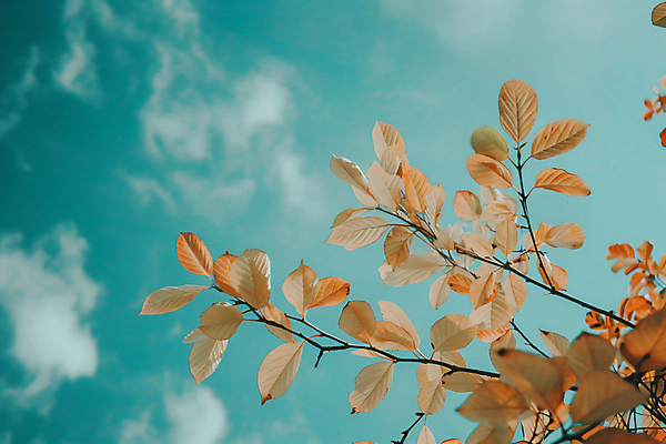 JPG 나무 편집이미지 낙엽 자연 하늘 사람없음 가을풍경 가을 디지털합성 민트색 편집실사 AI포토 AI콘텐츠 식물 계절 컬러 잎 풍경 CG 생태계 파일형식 가을_계절