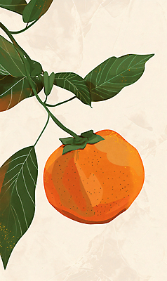 PSD 전통 일러스트 나뭇잎 이벤트 사람없음 추석 주황색 가을 한지 단감 국내일러스트 계절 명절 종이 컬러 잎 감 파일형식