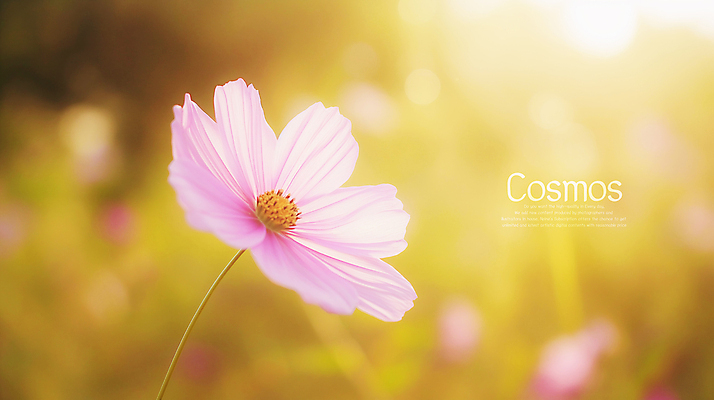 PSD 편집이미지 따뜻함 사람없음 햇빛 가을 코스모스 카피스페이스 이미지편집 편집실사 계절 꽃 태양 공백 CG 파일형식