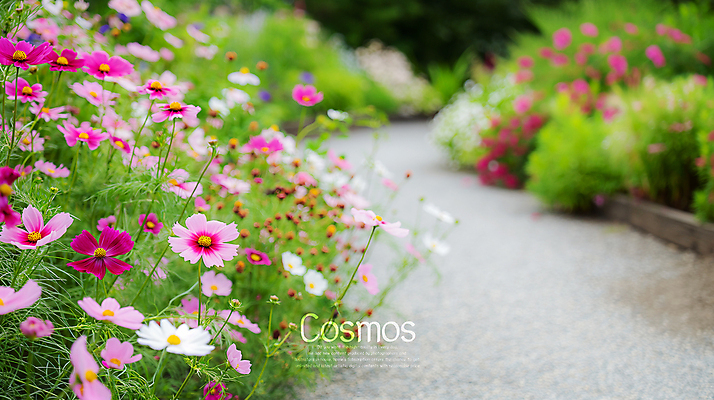 PSD 편집이미지 길 사람없음 가을 풀 코스모스 화단 카피스페이스 이미지편집 편집실사 식물 계절 꽃 공백 CG 파일형식