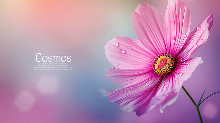 PSD 편집이미지 사람없음 빛 보라색 가을 혼합 신비 코스모스 몽환 카피스페이스 이미지편집 편집실사 계절 꽃 컬러 컨셉 공백 CG 파일형식