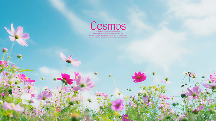 PSD 편집이미지 분홍색 하늘색 하늘 사람없음 가을 코스모스 카피스페이스 이미지편집 편집실사 계절 꽃 컬러 파란색 공백 CG 파일형식