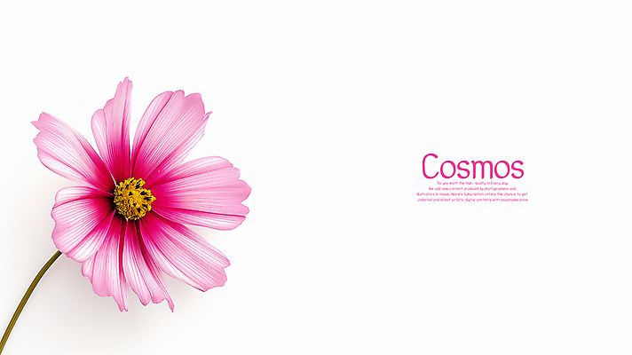 PSD 편집이미지 분홍색 사람없음 가을 흰색 코스모스 카피스페이스 이미지편집 편집실사 계절 꽃 컬러 공백 CG 파일형식